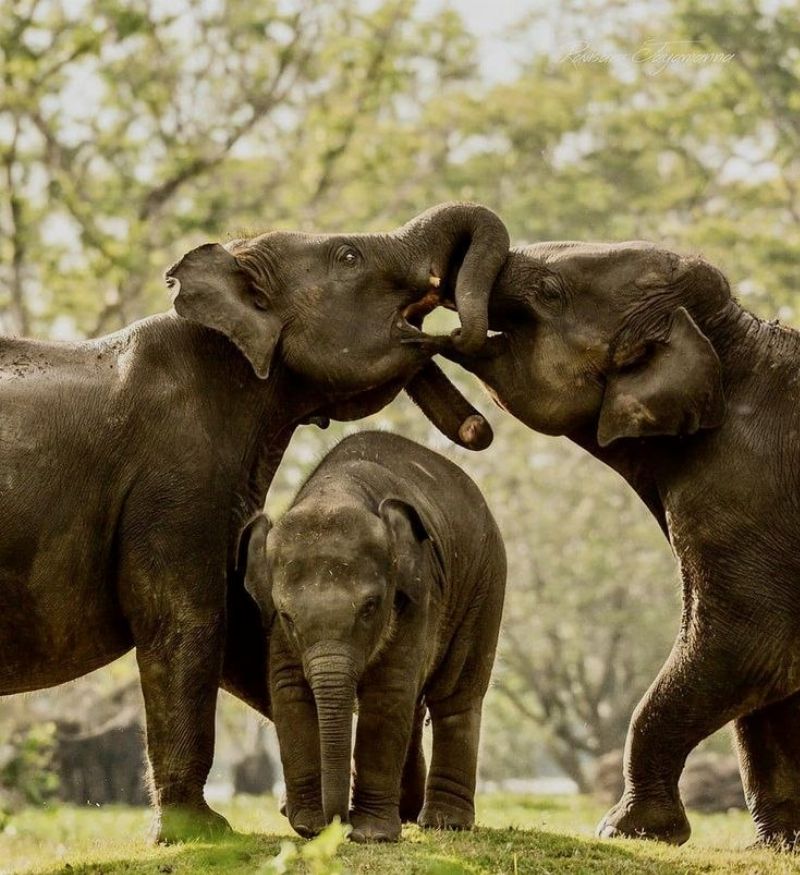 Udawalawe national park