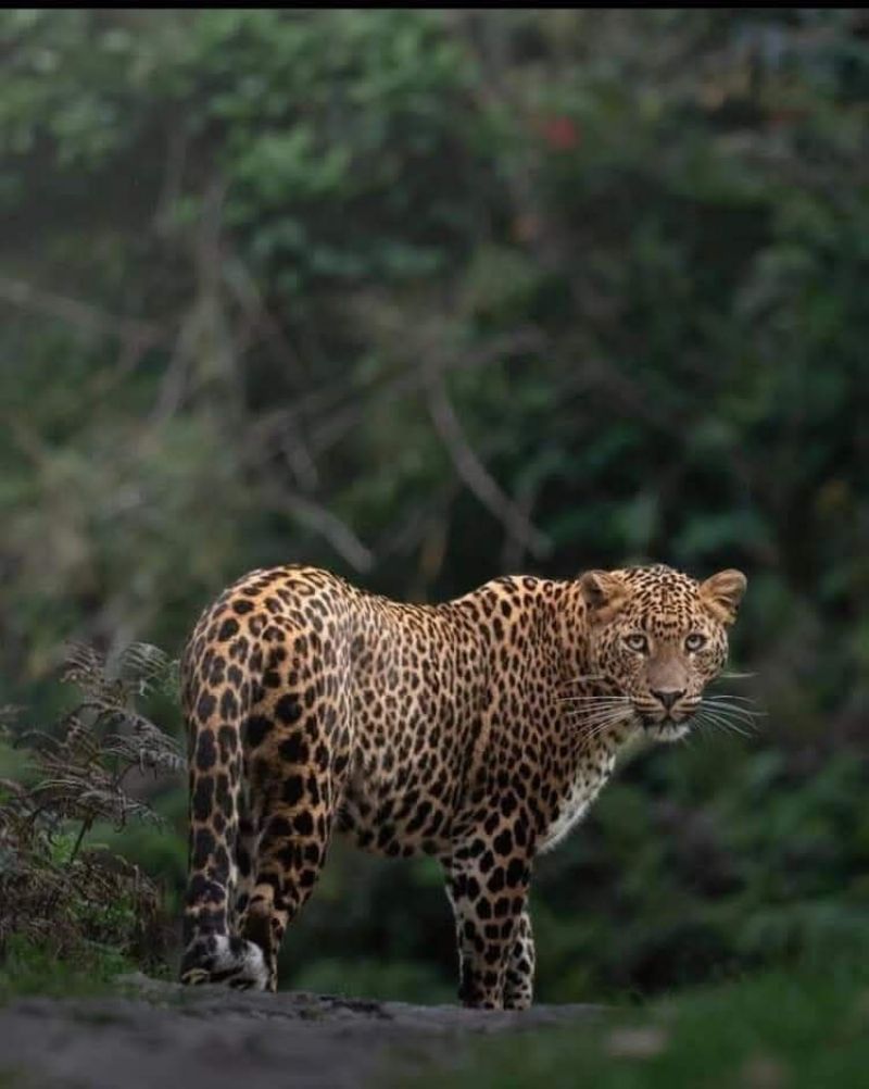 Horton Plains